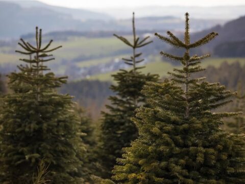 Premiere in Hall 6.1: Natural Christmas Trees at Christmasworld 2026