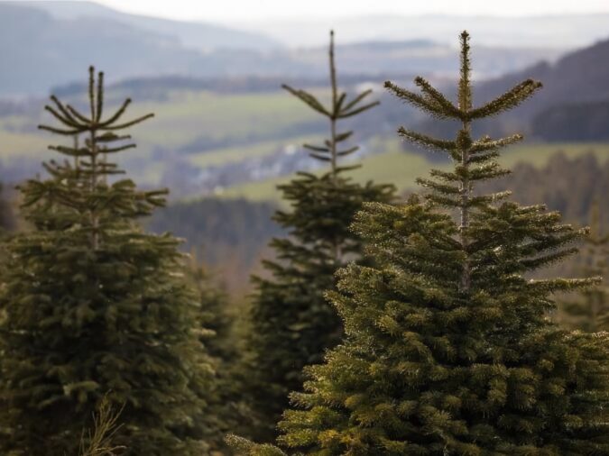 Premiere in Hall 6.1: Natural Christmas Trees at Christmasworld 2026