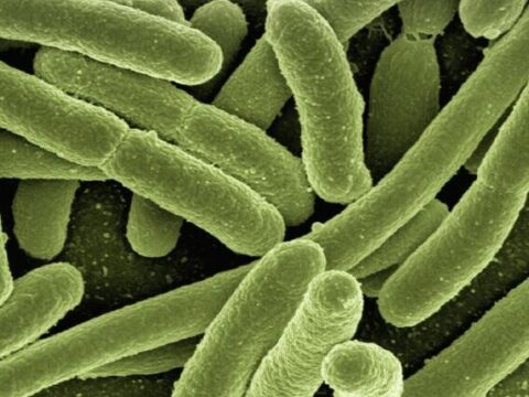 Nanotubos para conseguir antibióticos más resistentes y eficaces